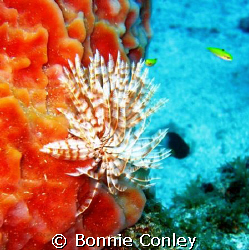 Turkey of the Sea at Sint Maarten.  Photo taken August 20... by Bonnie Conley 
